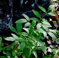 Ground Virginsbower - Clematis recta L.