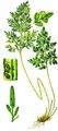 Parsley Fern - Cryptogramma crispa (L.) Hook.