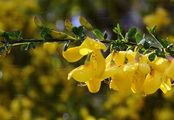 Broom - Cytisus scoparius (L.) Link
