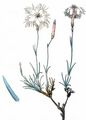 Stone Pink - Dianthus arenarius L.