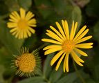 Herzblättrige Gemswurz - Doronicum columnae Ten.