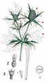 Field Eryngo - Eryngium campestre L.