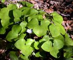 Liverleaf - Hepatica nobilis Schreb.
