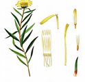 Narrow-Leaved Inula - Inula ensifolia L.