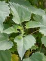 Marsh-Elder - Iva xanthiifolia Nutt.