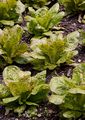 Garden Lettuce - Lactuca sativa L.