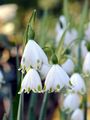 Summer Snowflake - Leucojum aestivum L.