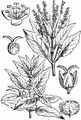 Annual Mercury - Mercurialis annua L.