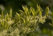 Sweet Cicely - Myrrhis odorata (L.) Scop.