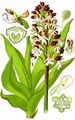 Purpur-Knabenkraut - Orchis purpurea Huds.