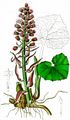 Butterbur - Petasites hybridus (L.) G. Gaertn. & al.