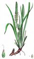 Strand-Wegerich - Plantago maritima L.