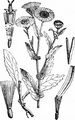 Common Fleabane - Pulicaria dysenterica (L.) Bernh.