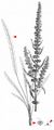 Narrowleaf Dock - Rumex stenophyllus Ledeb.