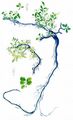 Blunt-Leaved Willow - Salix retusa L.
