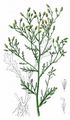 Wald-Greiskraut - Senecio sylvaticus L.