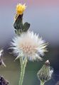 Marsh Sow-Thistle - Sonchus palustris L.