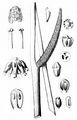 Sweet-Flag - Acorus calamus L.