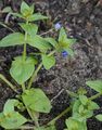 Blue Pimpernel - Anagallis foemina Mill.