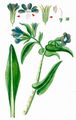 Garden Anchusa - Anchusa azurea Mill.