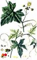 Rotfrüchtige Zaunrübe - Bryonia dioica Jacq.
