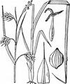 Alpen-Schlamm-Segge - Carex magellanica Lam.