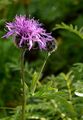Skabiosen-Flockenblume - Centaurea scabiosa L.