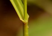 Arktisches Rauhes Mariengras - Hierochloë odorata (L.) P. Beauv.