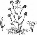 Kleine Felskresse - Hornungia petraea (L.) Rchb.