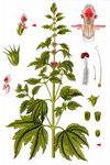 Echtes Herzgespann - Leonurus cardiaca L. 