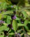 Corn Mint - Mentha arvensis L. 