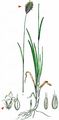  - Sesleria uliginosa Opiz