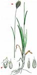 Moor-Blaugras - Sesleria uliginosa Opiz 