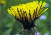 Wiesen-Löwenzähne - Taraxacum sect. Taraxacum F. H. Wigg.