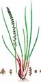 Sea Arrowgrass - Triglochin maritima L.
