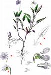 Gräben-Veilchen - Viola stagnina Schult. 