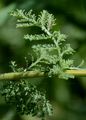 Edle Schafgarbe - Achillea nobilis L.