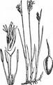 Saltmarsh Flat-Sedge - Blysmopsis rufa (Huds.) Oteng-Yeb.