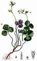 Trefoil Cress - Cardamine trifolia L.