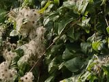 Gewöhnliche Waldrebe - Clematis vitalba L.