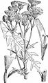 Wiesen-Pippau - Crepis biennis L.