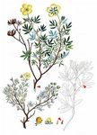 Fingerstrauch - Dasiphora fruticosa (L.) Rydb. 