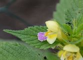 Large-Flowered Hemp-Nettle - Galeopsis speciosa Mill.