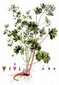 Small-Flowered Crane's-Bill - Geranium pusillum L.