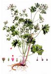 Kleiner Storchschnabel - Geranium pusillum L. 