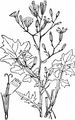 Mauerlattich - Lactuca muralis (L.) Gaertn.