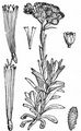 Jersey Cudweed - Laphangium luteoalbum (L.) Tzvelev