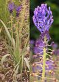 Tassel Hyacinth - Leopoldia comosa (L.) Parl.