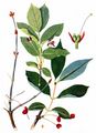 Alpine Honeysuckle - Lonicera alpigena L.