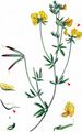 Narrow-Leaved Bird's-Foot-Trefoil - Lotus tenuis Willd.